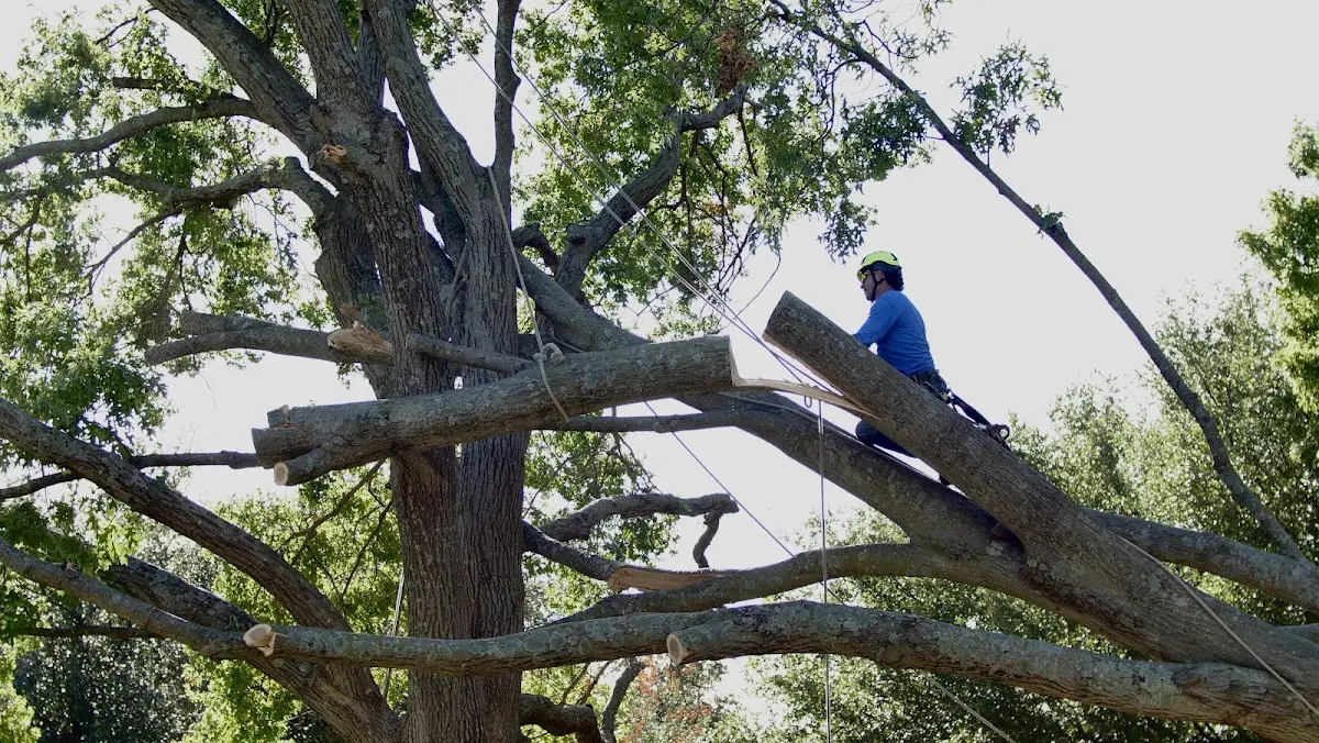 Professional Hazardous Tree Removal performed by certified arborists in Rollingstone