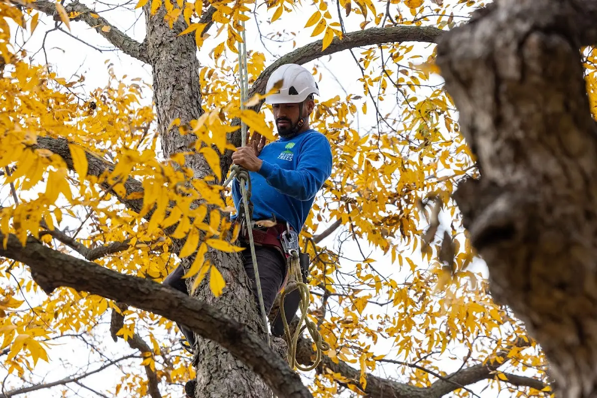 Skilled Storm Damage Cleanup crew working in Rollingstone