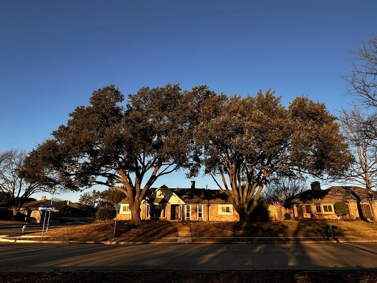 Established residential canopy tree shading a home in Rollingstone